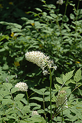 White Baneberry (Actaea pachypoda) at Stonegate Gardens