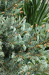 Blue Mesa Blue Spruce (Picea pungens 'Blue Mesa') at Stonegate Gardens