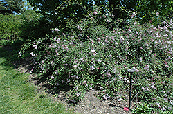 Hers Manchurian Lilac (Syringa pubescens 'Hers') at Stonegate Gardens