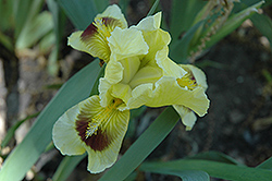 Ritz Iris (Iris pumila 'Ritz') at Stonegate Gardens