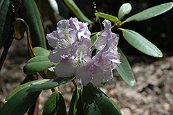 Blanche's Favorite Rhododendron (Rhododendron 'Blanche's Favorite') at Stonegate Gardens