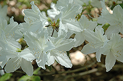 White Korean Azalea (Rhododendron yedoense 'Album') at Stonegate Gardens