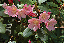 Bali Rhododendron (Rhododendron 'Bali') at Stonegate Gardens