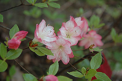 Apple Blossom Azalea (Rhododendron 'Apple Blossom') at Stonegate Gardens
