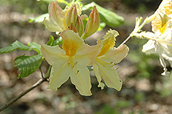 Marina Azalea (Rhododendron 'Marina') at Stonegate Gardens
