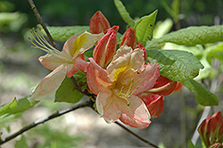 Mary Claire Azalea (Rhododendron 'Mary Claire') at Stonegate Gardens