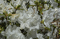 Deseree Rhododendron (Rhododendron mucronulatum 'Deseree') at Stonegate Gardens
