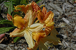 Golden Flare Azalea (Rhododendron 'Golden Flare') at Stonegate Gardens