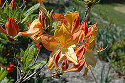 Arneson Gem Azalea (Rhododendron 'Arneson Gem') at Stonegate Gardens