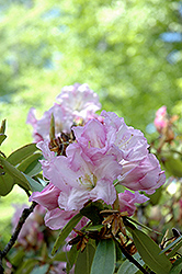 Ceylon Rhododendron (Rhododendron 'Ceylon') at Stonegate Gardens