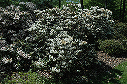 Finlandia Rhododendron (Rhododendron 'Finlandia') at Stonegate Gardens
