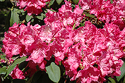 Hawaii Rhododendron (Rhododendron 'Hawaii') at Stonegate Gardens