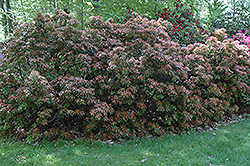 Scarlet O'Hara Japanese Pieris (Pieris japonica 'Scarlet O'Hara') at Stonegate Gardens