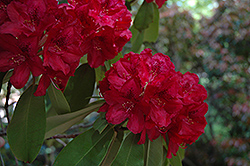 Francesca Rhododendron (Rhododendron 'Francesca') at Stonegate Gardens