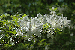Wilhelmina Vuyk Azalea (Rhododendron 'Wilhelmina Vuyk') at Stonegate Gardens