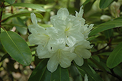 Ivory Tower Rhododendron (Rhododendron 'Ivory Tower') at Stonegate Gardens