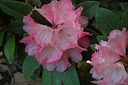 Hachmann's Belona Rhododendron (Rhododendron 'Hachmann's Belona') at Stonegate Gardens