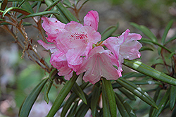 Makinoi Rhododendron (Rhododendron makinoi) at Stonegate Gardens