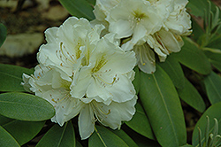 Big Deal Rhododendron (Rhododendron 'Big Deal') at Stonegate Gardens