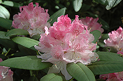 Pink Flair Rhododendron (Rhododendron 'Pink Flair') at Stonegate Gardens