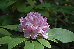 Lavender Queen Rhododendron (Rhododendron 'Lavender Queen') at Stonegate Gardens