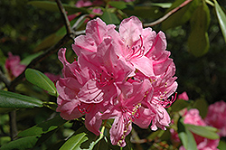 Pinnacle Rhododendron (Rhododendron 'Pinnacle') at Stonegate Gardens