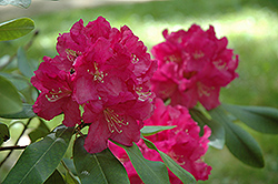 Spring Parade Rhododendron (Rhododendron 'Spring Parade') at Stonegate Gardens