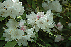 Anna H. Hall Rhododendron (Rhododendron 'Anna H. Hall') at Stonegate Gardens