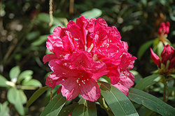 Romeo Rhododendron (Rhododendron 'Romeo') at Stonegate Gardens