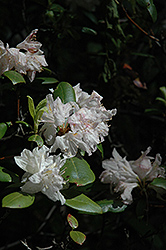 Wyanoke Rhododendron (Rhododendron 'Wyanoke') at Stonegate Gardens
