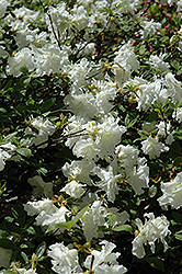Helen Curtis Azalea (Rhododendron 'Helen Curtis') at Stonegate Gardens