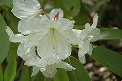 Lushan Rhododendron (Rhododendron fortunei 'Lushan') at Stonegate Gardens