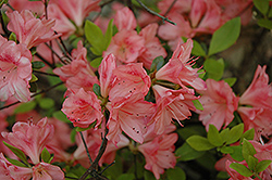 Glory Azalea (Rhododendron 'Glory') at Stonegate Gardens