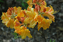 George Reynolds Azalea (Rhododendron 'George Reynolds') at Stonegate Gardens