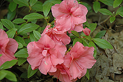 Gloskey Pink Azalea (Rhododendron 'Gloskey Pink') at Stonegate Gardens