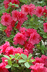 Pink Dawn Azalea (Rhododendron 'Pink Dawn') at Stonegate Gardens