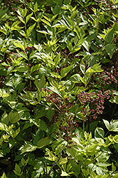 Shrub Yellowroot (Xanthorhiza simplicissima) at Stonegate Gardens