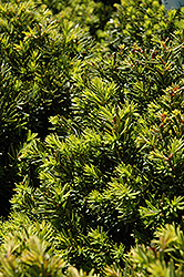 New Selection Yew (Taxus x media 'New Selection') at Stonegate Gardens