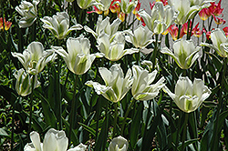 Spring Green Tulip (Tulipa 'Spring Green') at Stonegate Gardens