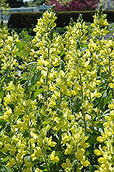 False Lupine (Thermopsis montana) at A Very Successful Garden Center