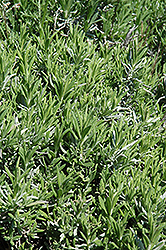 Lady Lavender (Lavandula angustifolia 'Lady') at Stonegate Gardens