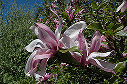 Ricki Magnolia (Magnolia 'Ricki') at Lakeshore Garden Centres