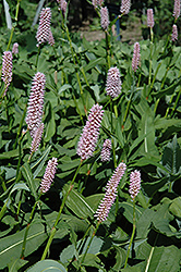 Pink Snakeweed (Persicaria bistorta 'Superba') at Lakeshore Garden Centres