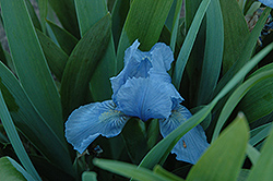 Bluebird In Flight Iris (Iris 'Bluebird In Flight') at Stonegate Gardens