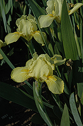 Baria Iris (Iris 'Baria') at Lakeshore Garden Centres
