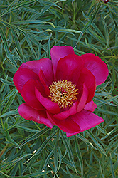 Lil' Sweetie Peony (Paeonia 'Lil' Sweetie') at A Very Successful Garden Center