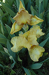 Swizzle Iris (Iris 'Swizzle') at Stonegate Gardens