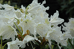 Cunningham White Rhododendron (Rhododendron 'Cunningham White') at Stonegate Gardens