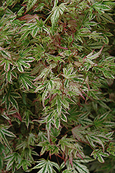 Alpenweiss Variegated Dwarf Japanese Maple (Acer palmatum 'Alpenweiss') at Stonegate Gardens