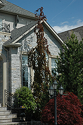 Purple Fountain Beech (Fagus sylvatica 'Purple Fountain') at Lakeshore Garden Centres